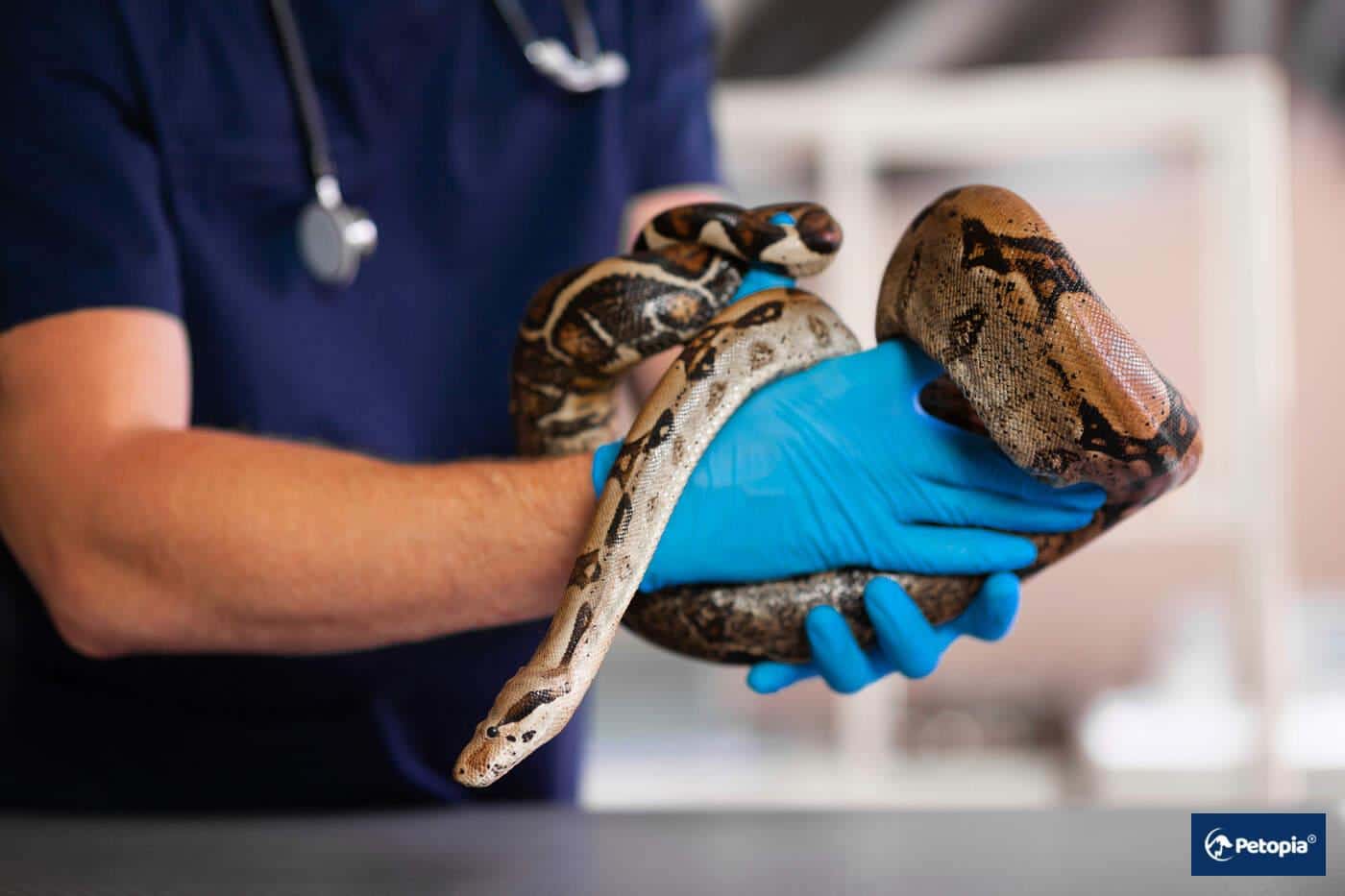 cekmekoy-surungen-veterineri