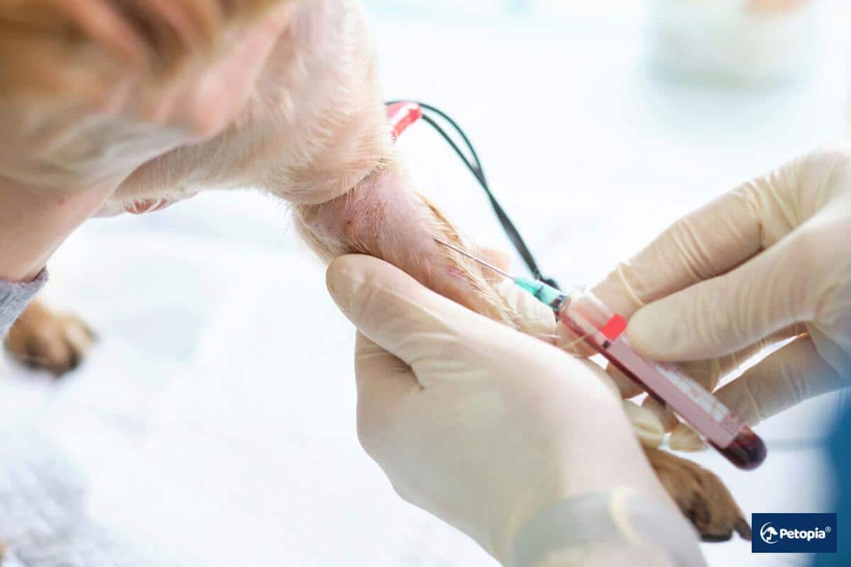 check-up-ve-rutin-kan-tahlilleri-neden-gereklidir