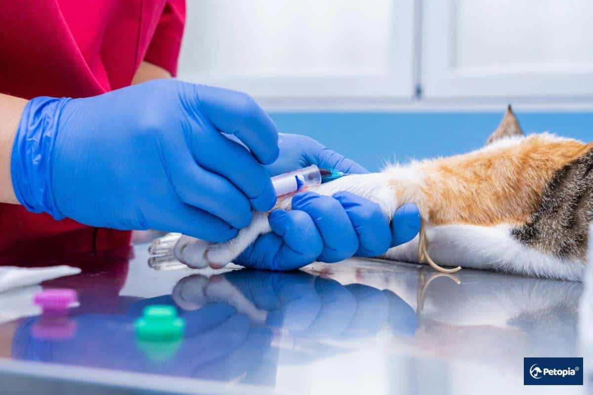 kedi-kopeklerde-kan-tahlilleri-neden-gereklidir