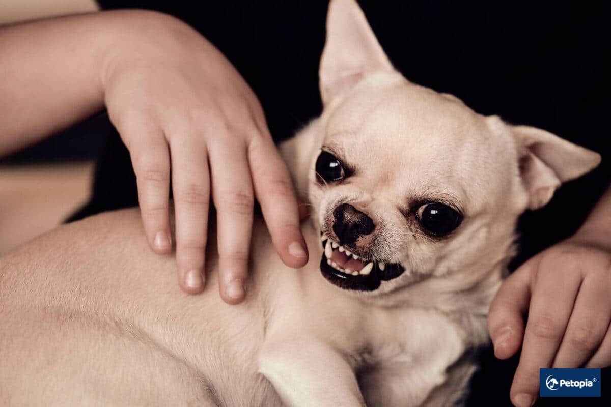 Köpeklerde Kuduz Aşısı