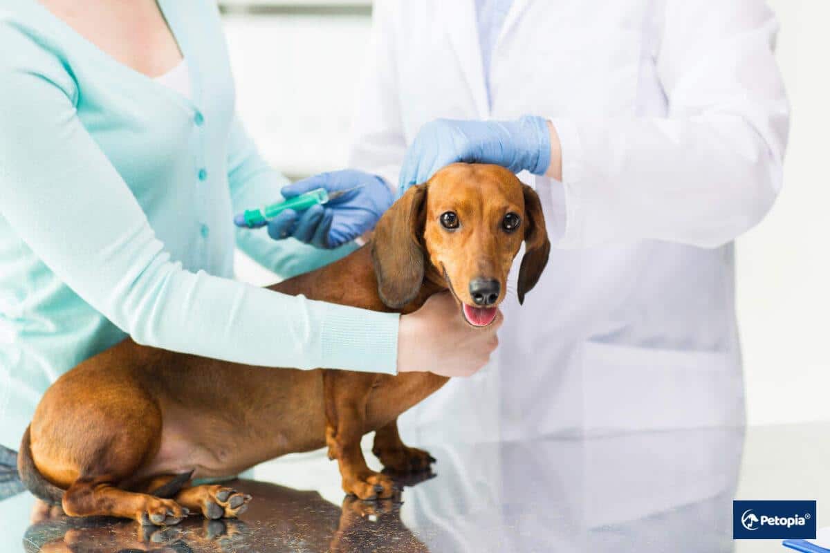 Köpeklerde Kuduz Aşısı