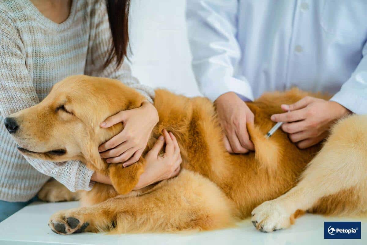Köpeklerde Kuduz Aşısı