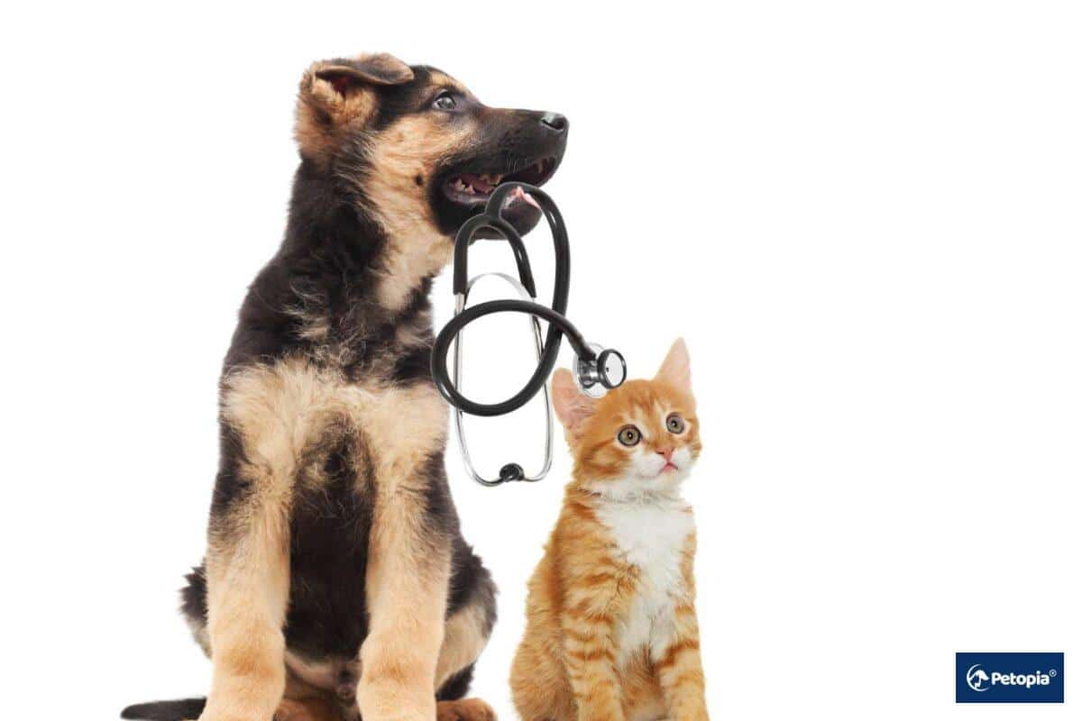 kedi-kopek-zehirlenmelerinde-acil-mudahale-acil-mudahale-cekmekoy-veteriner-klinigi-petopia