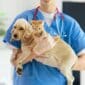 kedi-ve-kopeklerde-zehirlenme-toksikasyon-cekmekoy-veteriner-klinigi