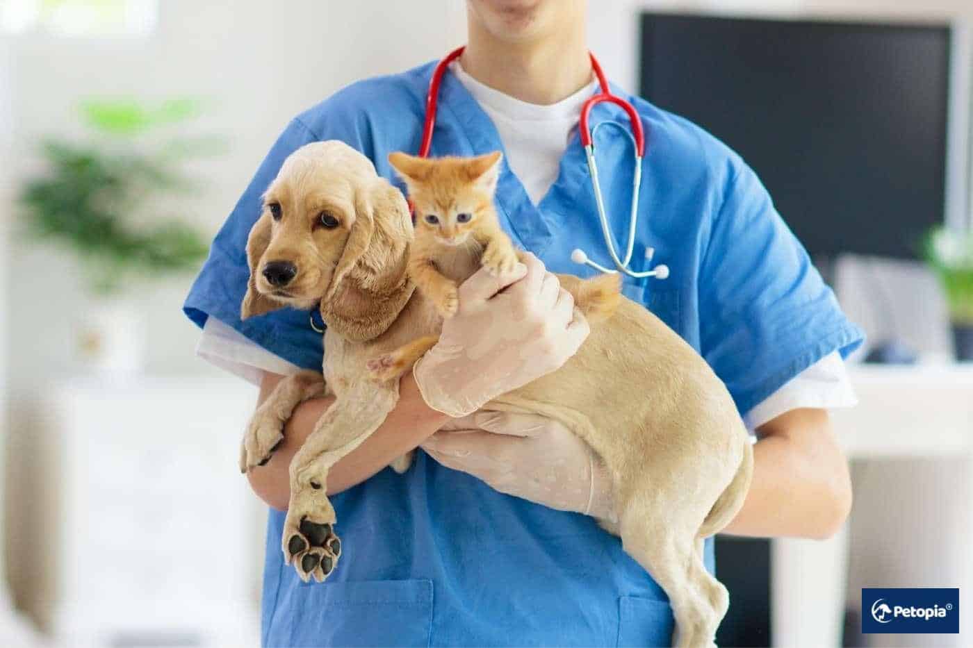 kedi-ve-kopeklerde-zehirlenme-toksikasyon-cekmekoy-veteriner-klinigi