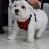 cekmekoy-pet-kuafor