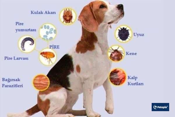 kedi-ve-kopeklerde-kan-parazitleri