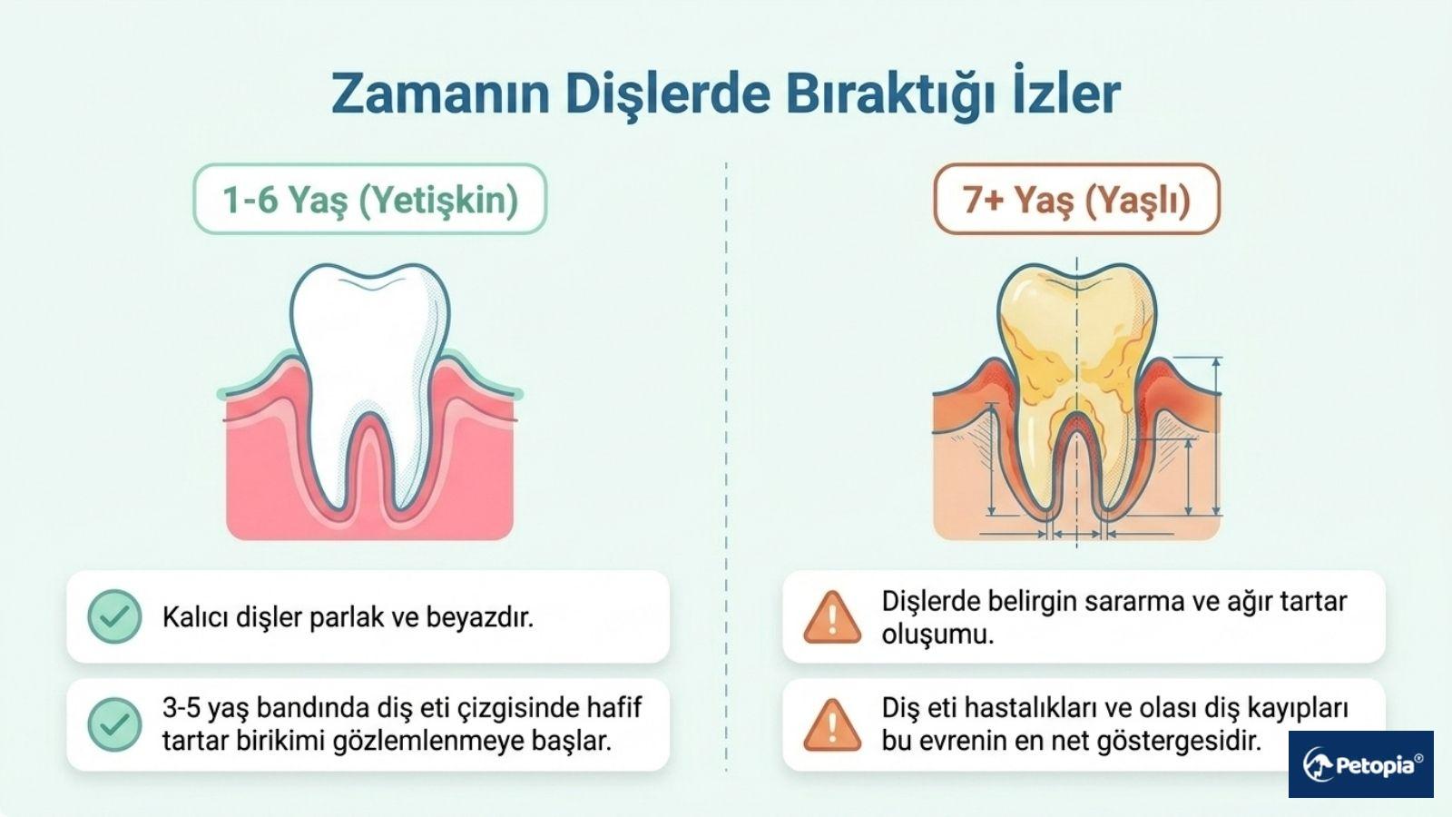 "Zamanın Dişlerde Bıraktığı İzler" başlıklı, 1-6 yaş arası yetişkin kedilerin beyaz dişleri ile 7 yaş ve üzeri yaşlı kedilerin sararmış ve tartar oluşmuş diş yapısını karşılaştıran anatomik diyagram