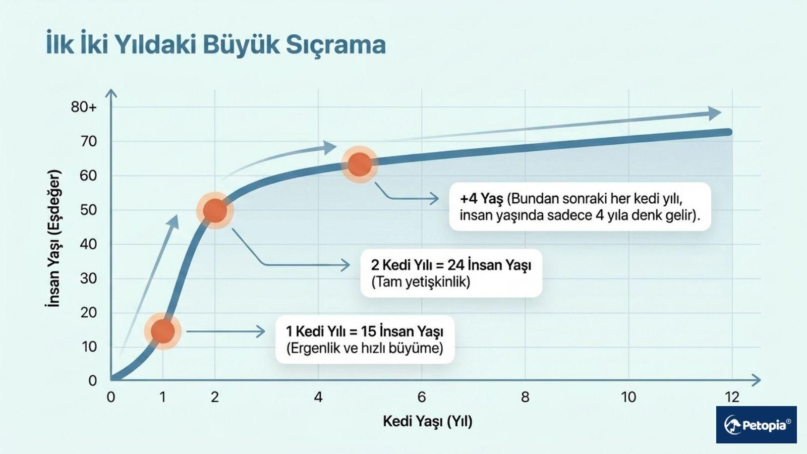 İlk İki Yıldaki Büyük Sıçrama" başlığıyla kedilerin yaşının insan yaşına eşdeğerini gösteren çizgi grafik. Grafikte 1 yaşın 15, 2 yaşın 24 insan yaşına denk geldiği ve sonraki her yılın artı 4 yaş eklediği gösterilmektedir