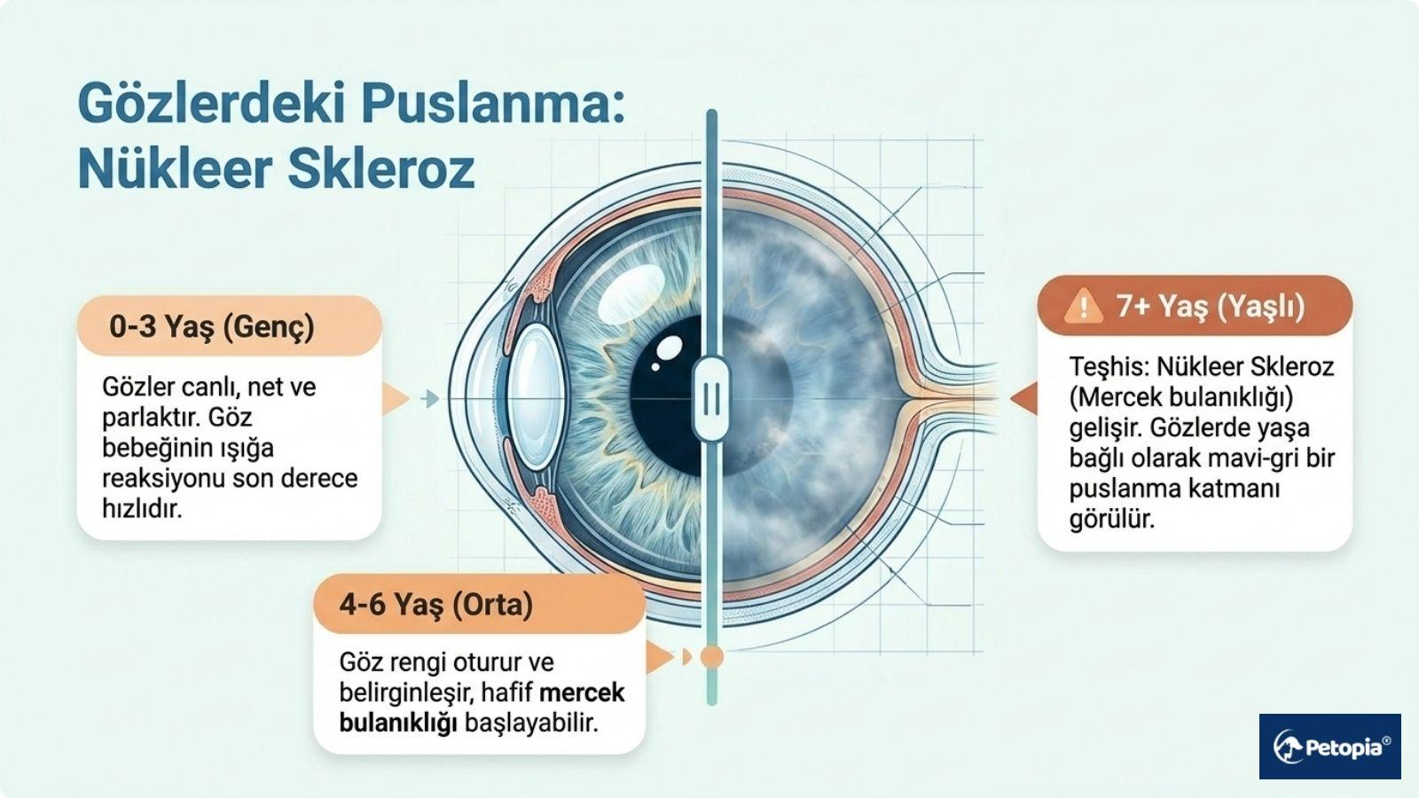 "Gözlerdeki Puslanma: Nükleer Skleroz" başlığıyla, kedilerde 0-3 yaş, 4-6 yaş ve 7 yaş üzeri yaşlılık döneminde göz merceğindeki mavi-gri puslanma evrelerini kedi gözü kesiti üzerinde gösteren anatomik şema