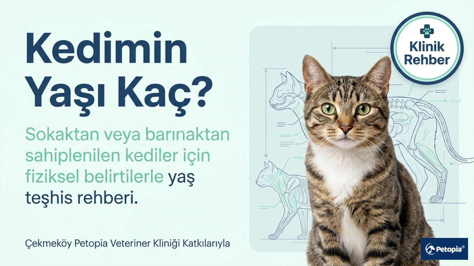 Çizgisel kedi anatomisi çizimleri önünde duran yeşil gözlü, tekir bir kedi resmi ve üzerinde "Kedimin Yaşı Kaç? Sokaktan veya barınaktan sahiplenilen kediler için fiziksel belirtilerle yaş teşhis rehberi" yazan kapak görseli
