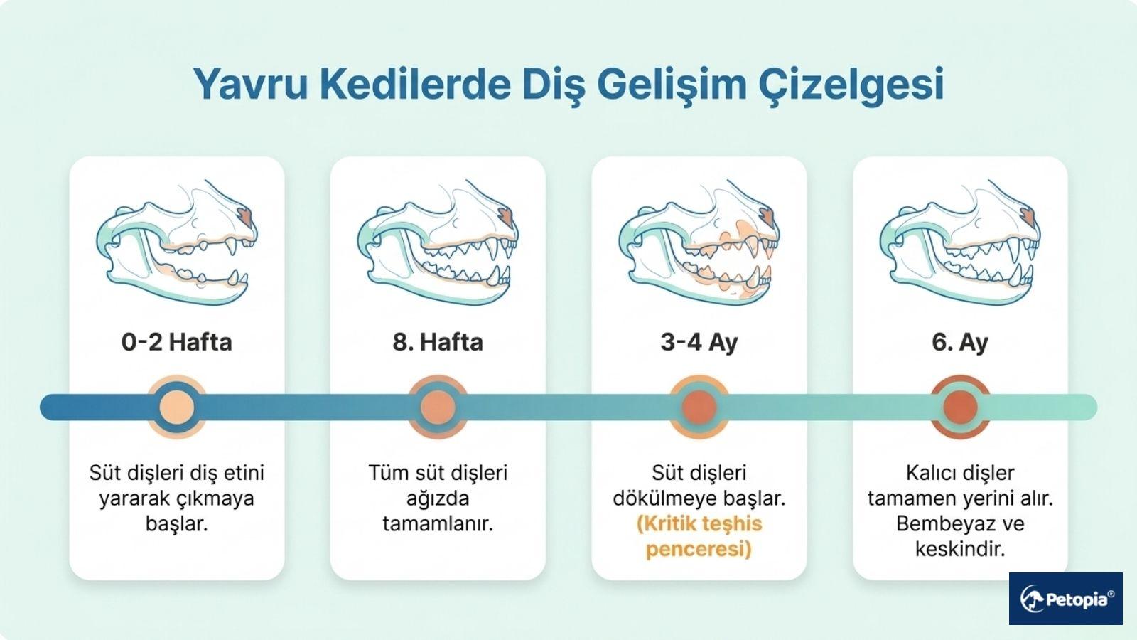 "Yavru Kedilerde Diş Gelişim Çizelgesi" başlığı altında; 0-2 hafta, 8. hafta, 3-4 ay ve 6. ay evrelerinde kedi çene yapısındaki süt dişi değişimini gösteren illüstrasyonlu zaman tüneli şeması
