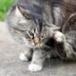 kedi-piresi-nasil-anlasilir