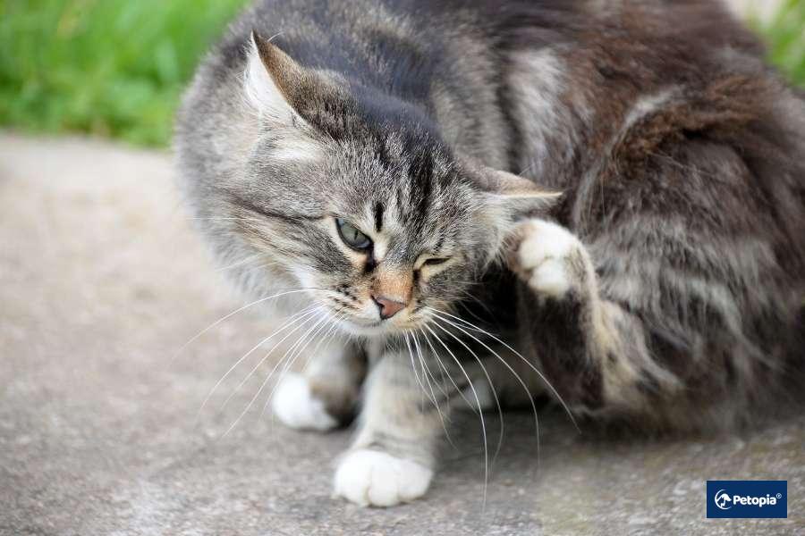 kedi-piresi-nasil-anlasilir