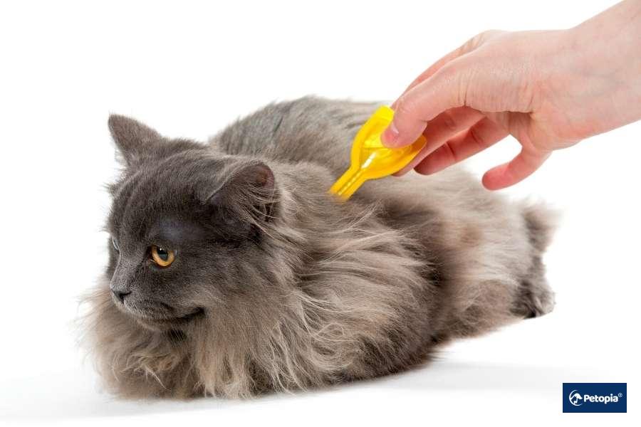 kedi-piresi-sonuc-ve-onerileri