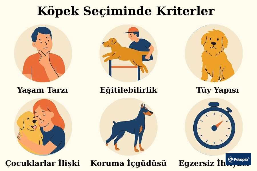 kopek-irki-seciminde-temel-kriterler