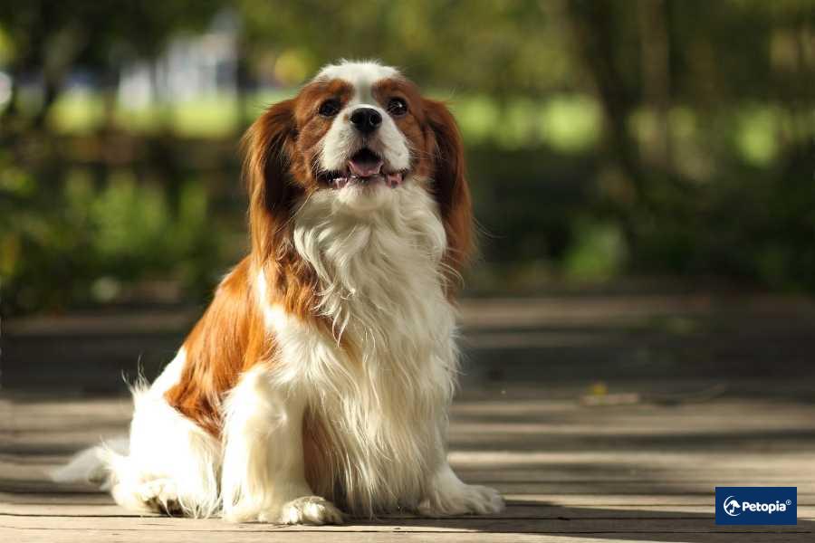 cavalier-king-charles-spaniel-petopia