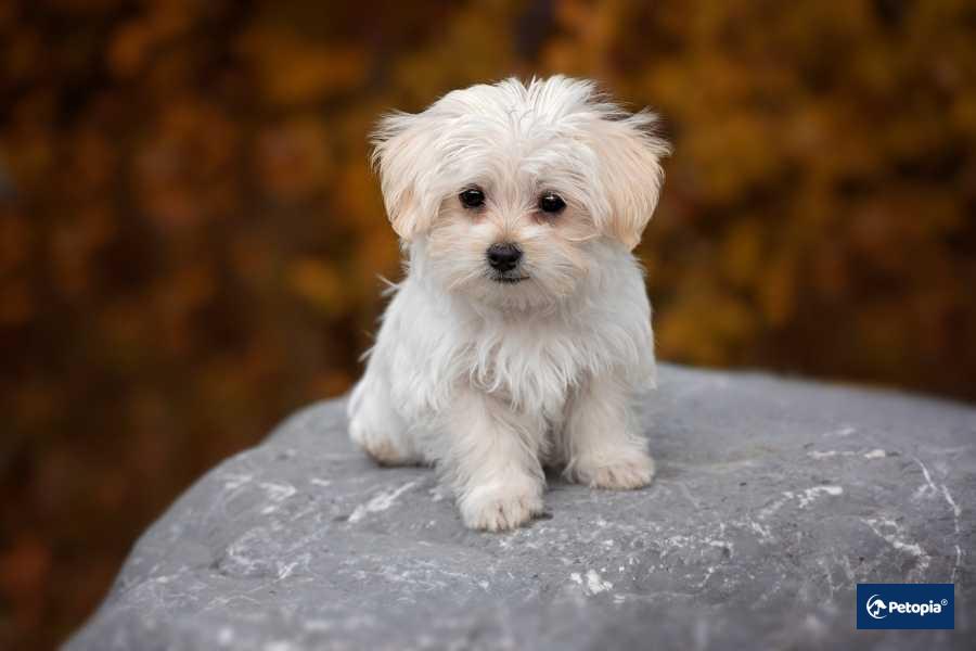 maltese-terrier-cekmekoy-veteriner