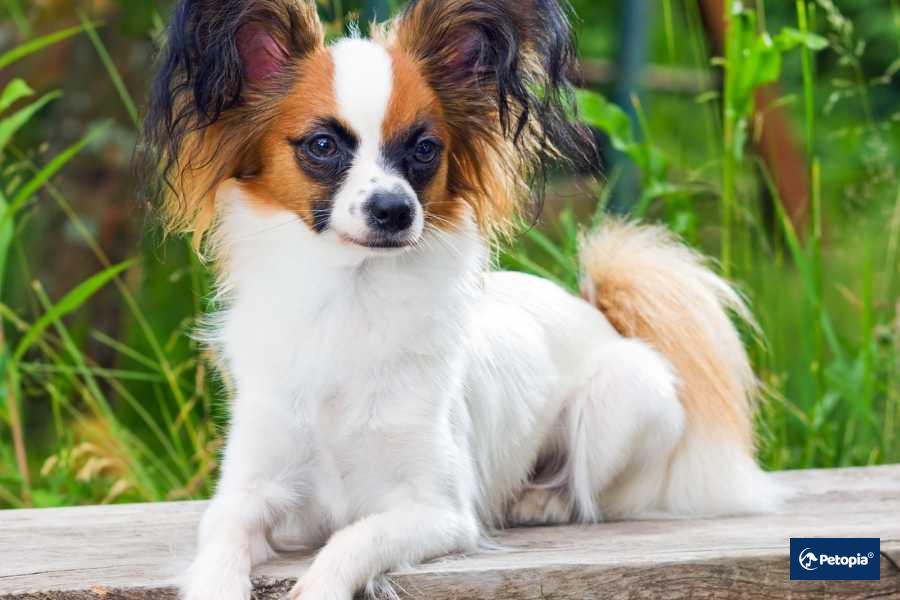 papillon-cekmekoy-veteriner