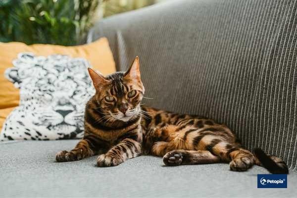bengal-kedisi-cekmekoy-veteriner-klinigi