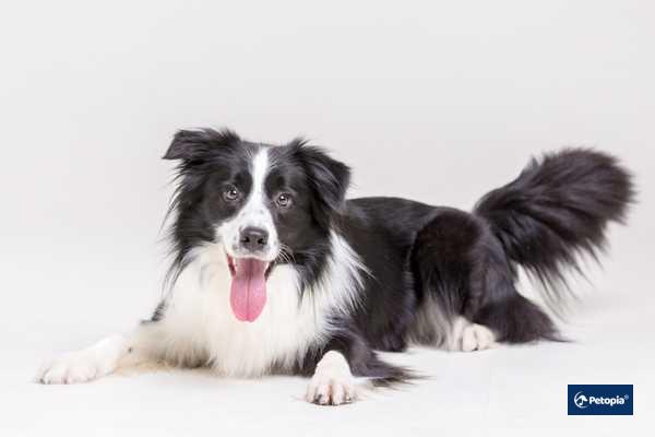 border-collie-orta-boy-kopek-irklari-cekmekoy-veteriner-klinigi