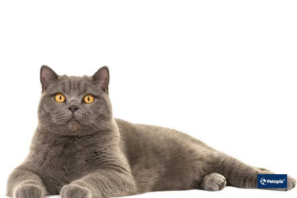 british-shorthair-cekmekoy-veteriner-klinigi