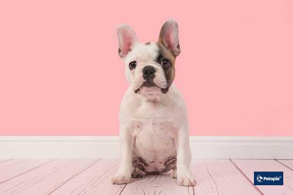 french-bulldog-ne-kucuk-ne-buyuk-kopek-irklari-cekmekoy-veteriner