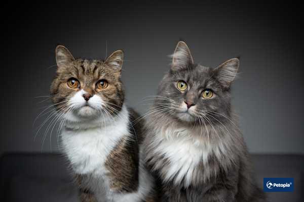 kedi-irki-seciminde-nelere-dikkat-edilmeli