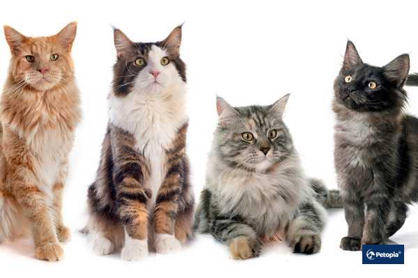 kedi-irklari-cekmekoy-veteriner