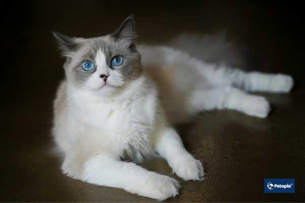 kedi-veterineri-cekmekoy-veteriner-klinigi