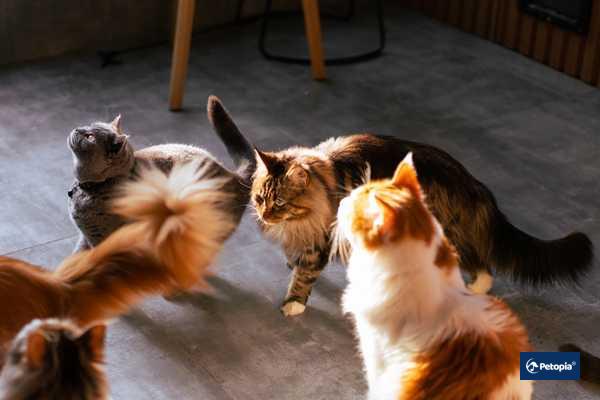 kendinize-uygun-kedi-irki-secimi