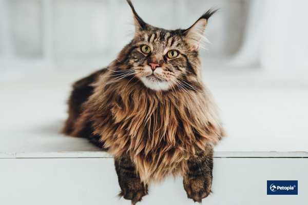 maine-coon-petopia-cekmekoy