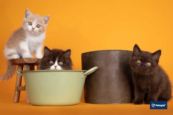 populer-kedi-irklari-cekmekoy-veteriner