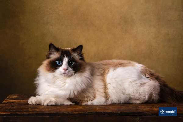 ragdoll-petopia-cekmekoy-veteriner
