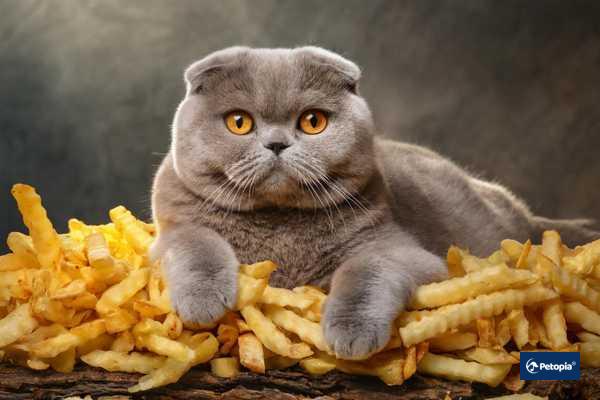 scottish-fold-cekmekoy-veteriner-klinigi