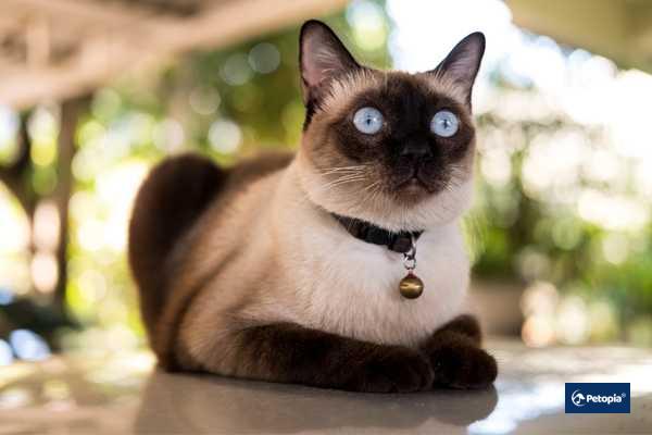 siamese-siyam-kedisi-petopia-veteriner