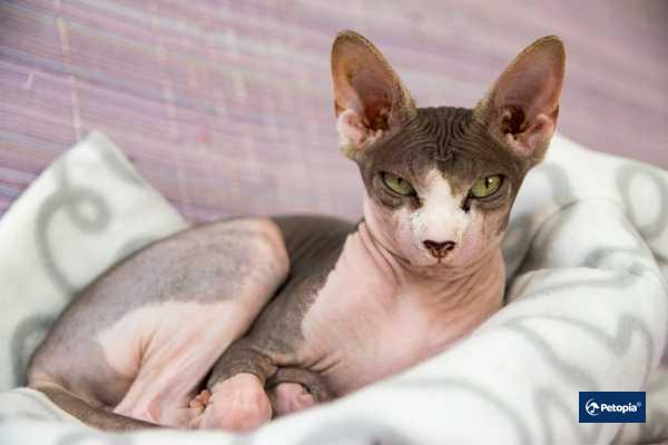 sphynx-iran-kedisi-cekmekoy-veteriner