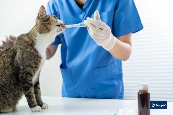 cekmekoy-veteriner-klinigi-kedilerde-fip-hastaligi-fip-tedavisi-sureci