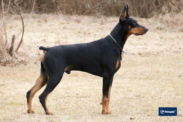 Doberman Irkı