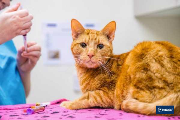 evinizde-fipli-bir-kedi-varsa-nelere-dikkat-etmelisiniz