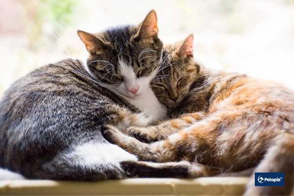 fip-hastaligi-olan-kedilerle-ayni-evde-baska-kedi-yasar-mi