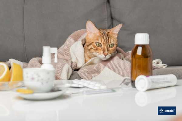 fip-tedavi-surecinde-beslenme-ve-sivi-destegi