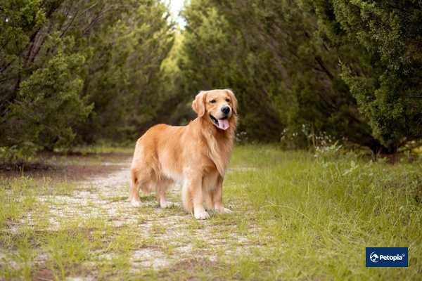 golden-retriever-irki
