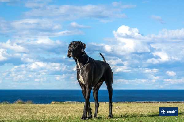 great-dane-danua-irki