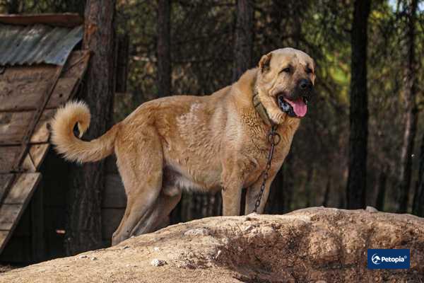kangal-irki