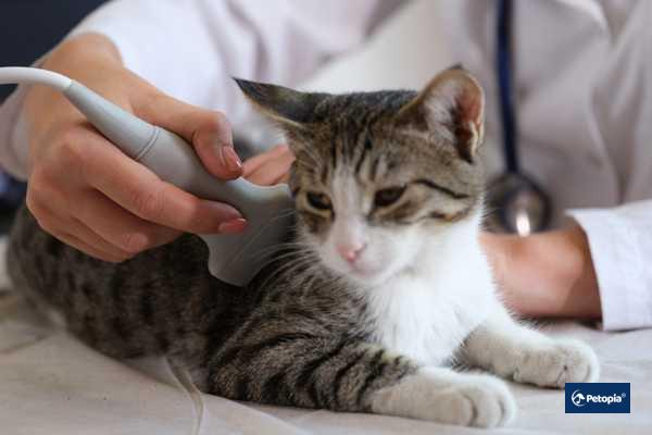kedilerde-fip-hastaligina-sahip-kedi-kac-yil-yasar