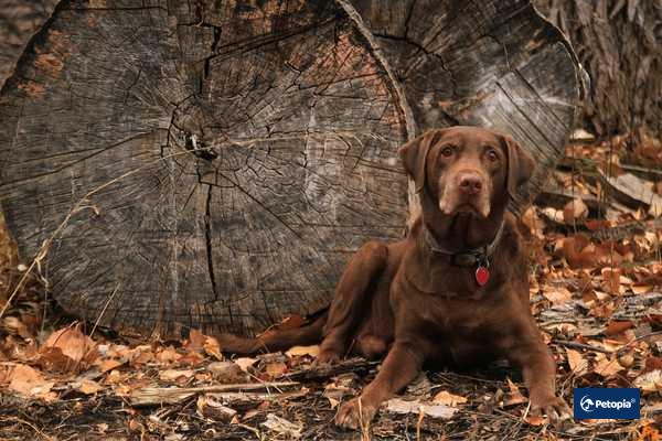 labrador-retriever-irki