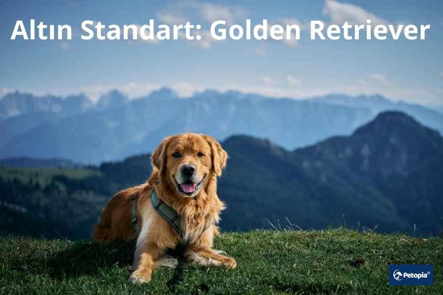 altın-standart-golden-retriever