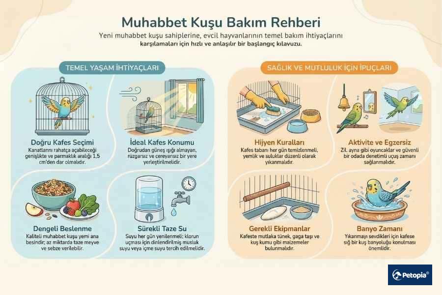muhabbet-kusu-bakim-rehberi