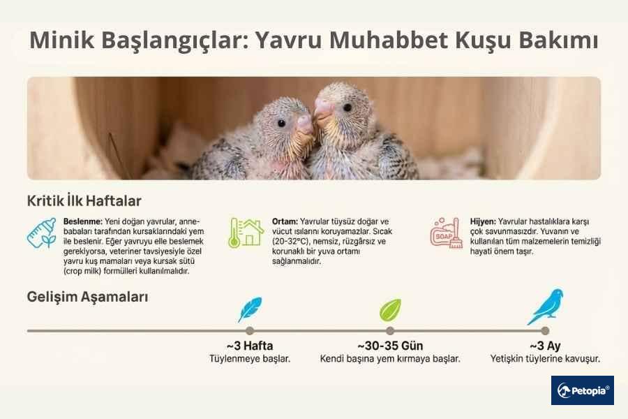 yavru-muhabbet-kusu-bakimi-nasil-olmali